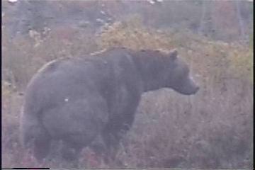 Brown Bear Climbing the Bank