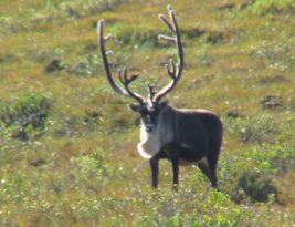 Alone Across Alaska