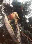 Smokejumper Hung-Up in Tree