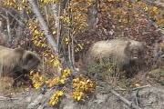 Picture of Angry Grizzlies Hunting