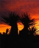 Mojave Sunrise
