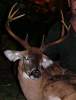 Trophy Florida Whitetail Buck