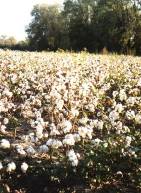 Arkansas Cotton