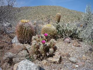 Pacific Crest Trail, Cactus