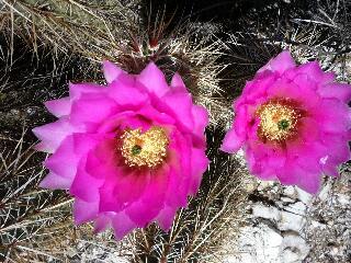 Pacific Crest Trail