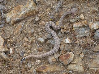 Pacific Crest Trail, Rattlesnake