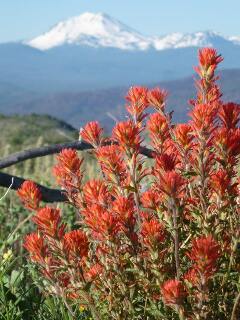 Indian Paintbrush Flowers Against Lassen Peak