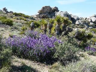 Lupines on PCT