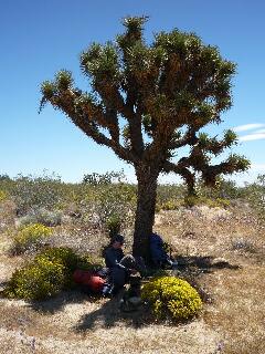 Joshua Trees