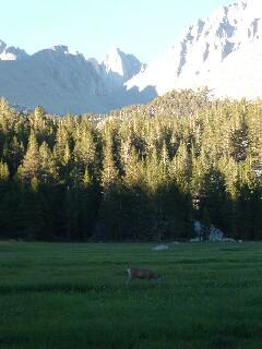 Mule Deer near Mt. Whitney