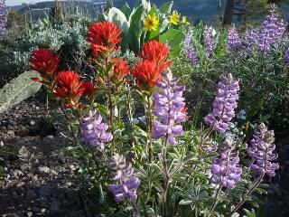 Wildflowers on the PCT