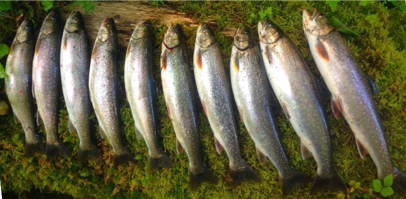 Alaska Survival Trip Journal