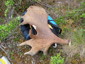 Huge bull moose antler covering my pack!