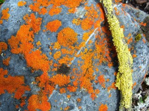Orange and Yellow Lichens, Alaska