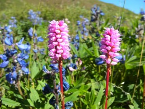 Pink Plumes and Lupines