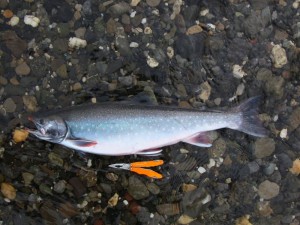 Dolly Varden caught on Noatak River