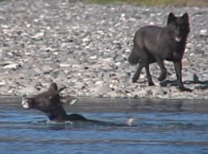 Action photo of a caribou swimming from a wolf.