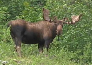 Big Bull Moose, Gates of the Arctic, Alaska