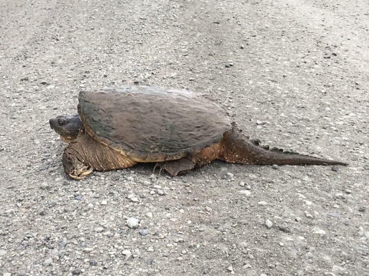 Snapping  Turtle