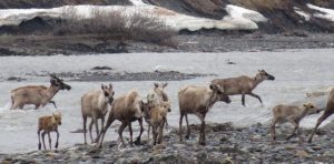 Caribou calves crossing Aichilik River