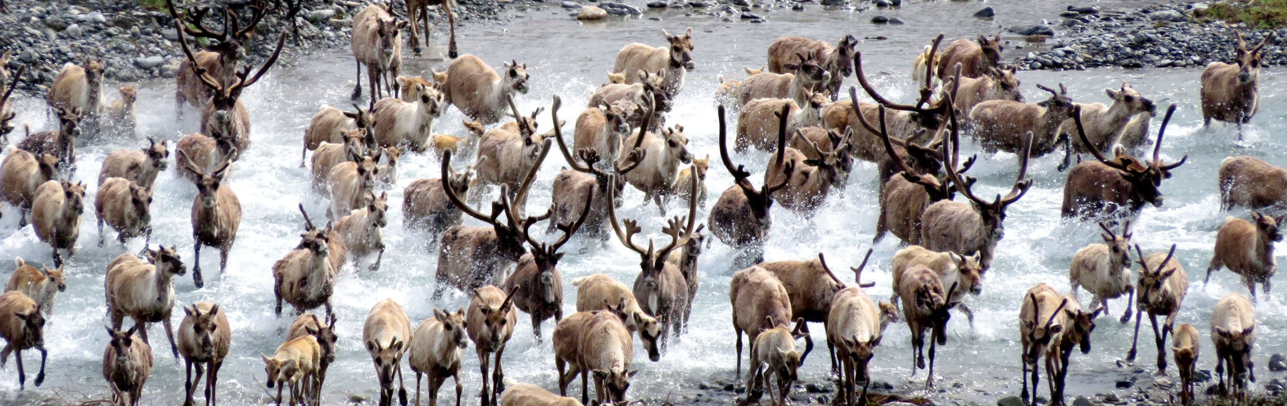 Alaska Traverse 2018