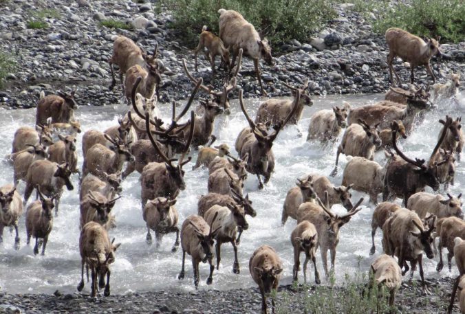 Porcupine Caribou Herd Migration