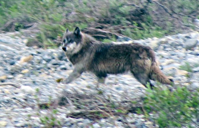 Wolf, Arctic National Wildlife Refuge