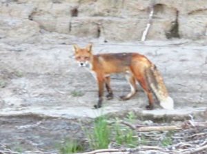 Alaska red fox